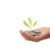 money-plant-growing-from-coins-hand_135649-77 money-plant-growing-from-coins-hand_135649-77